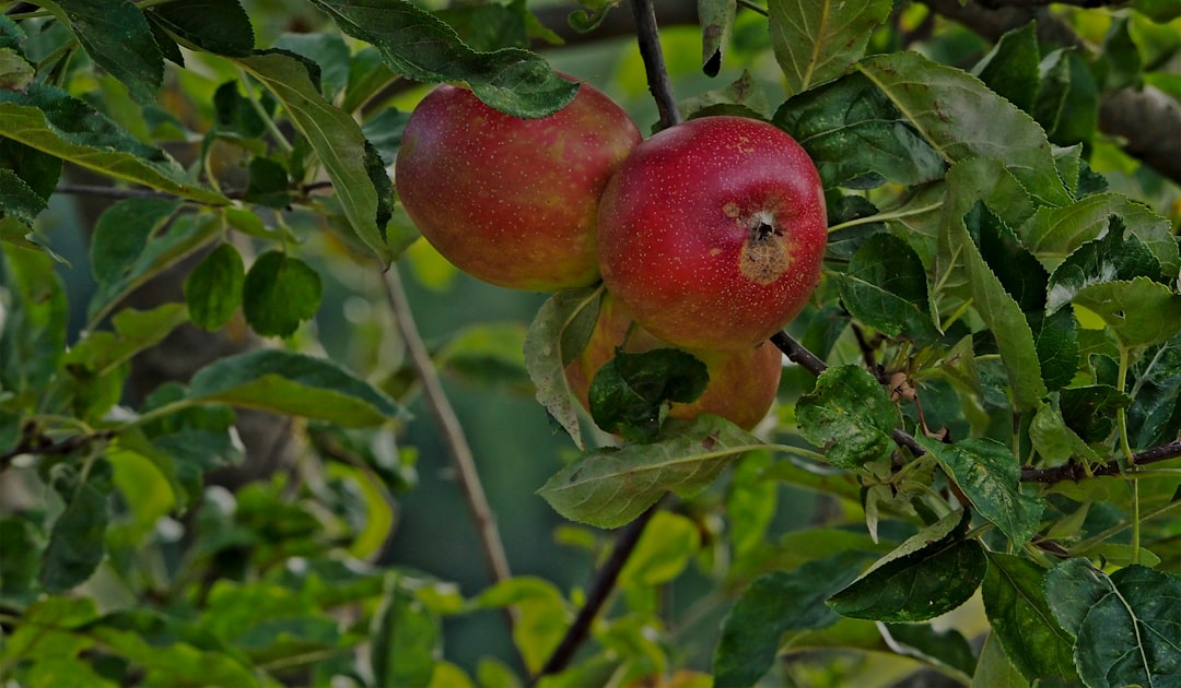 Unripe fruit