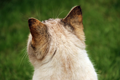 고양이 귀지3.