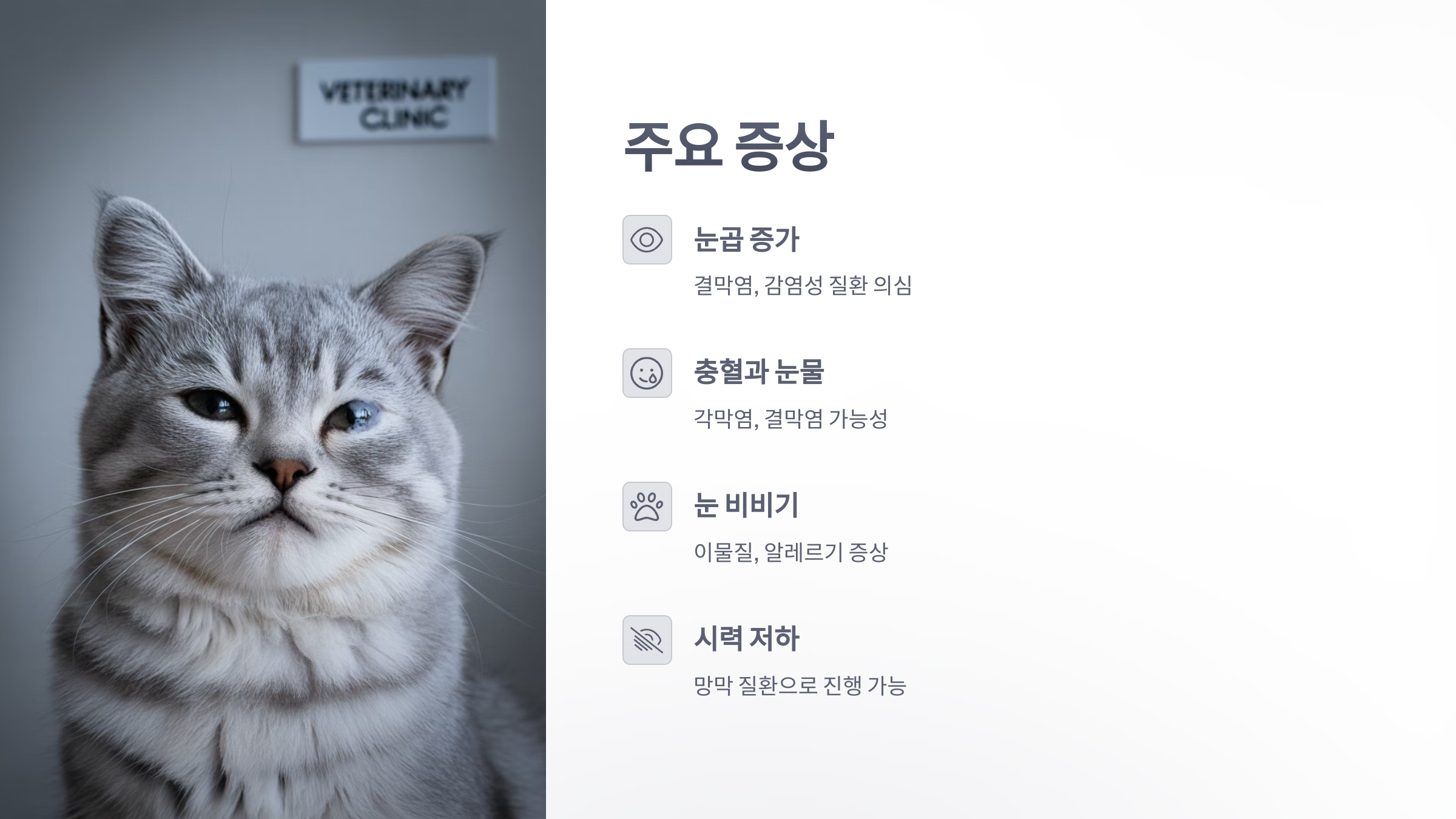 참조-고양이-눈-건강-문제-2