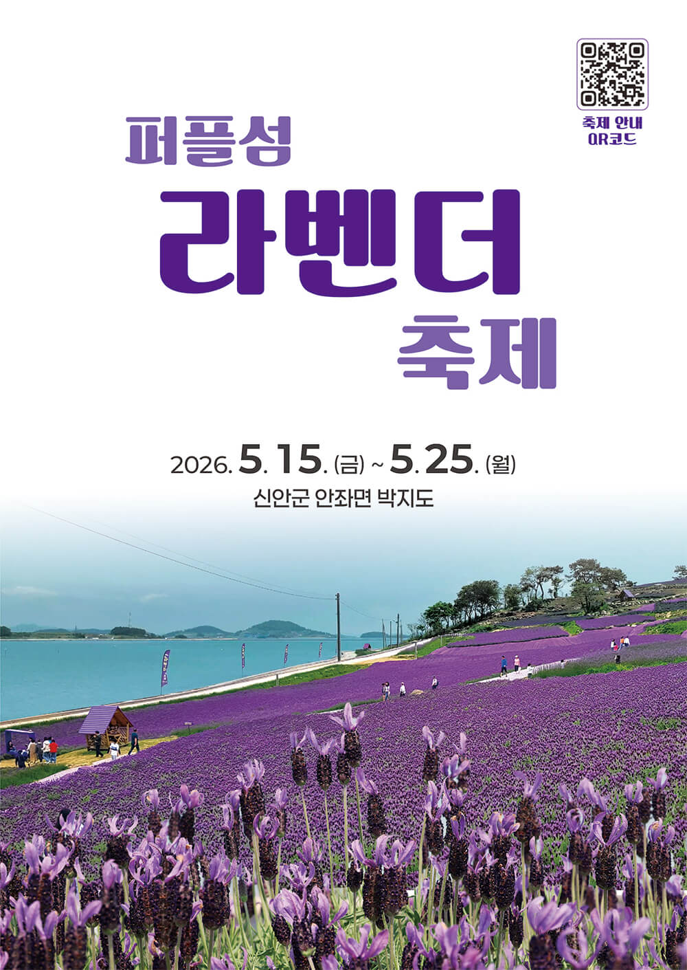 퍼플섬 라벤더 축제 기간