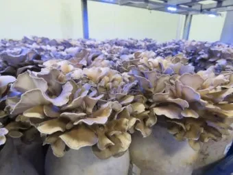 느타리버섯 재배 배지 수분 온도 관리 초보 성공_11