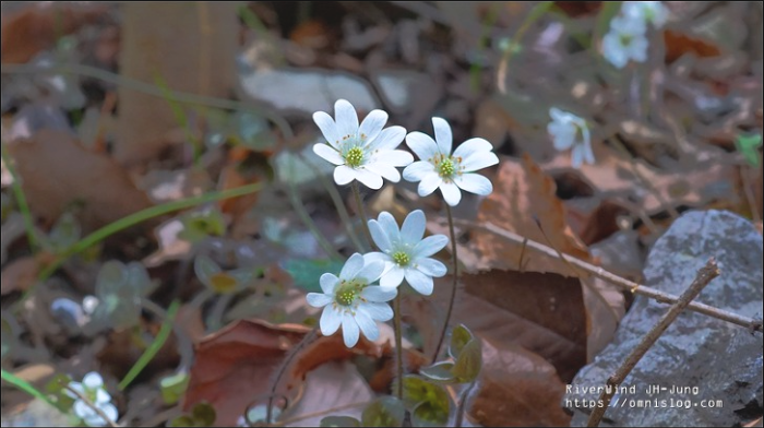 노루귀 천성산 상리천 야생화 트레킹