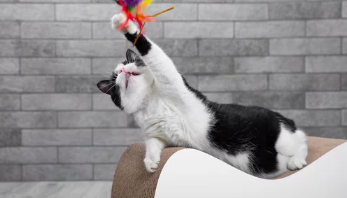 고양이 운동방법/출처:어도비스톡