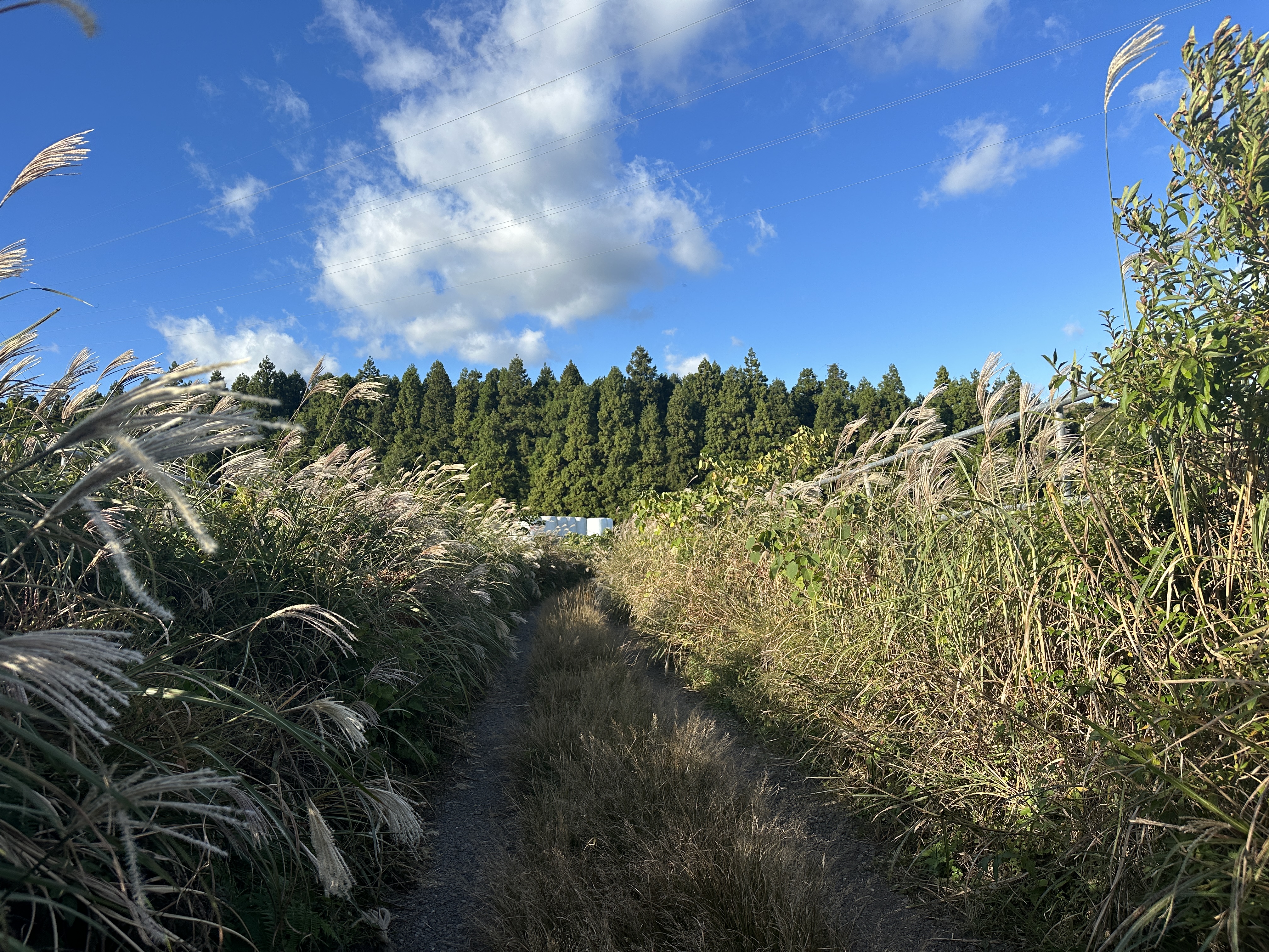 백약이오름에서 동검은이오름 가는길