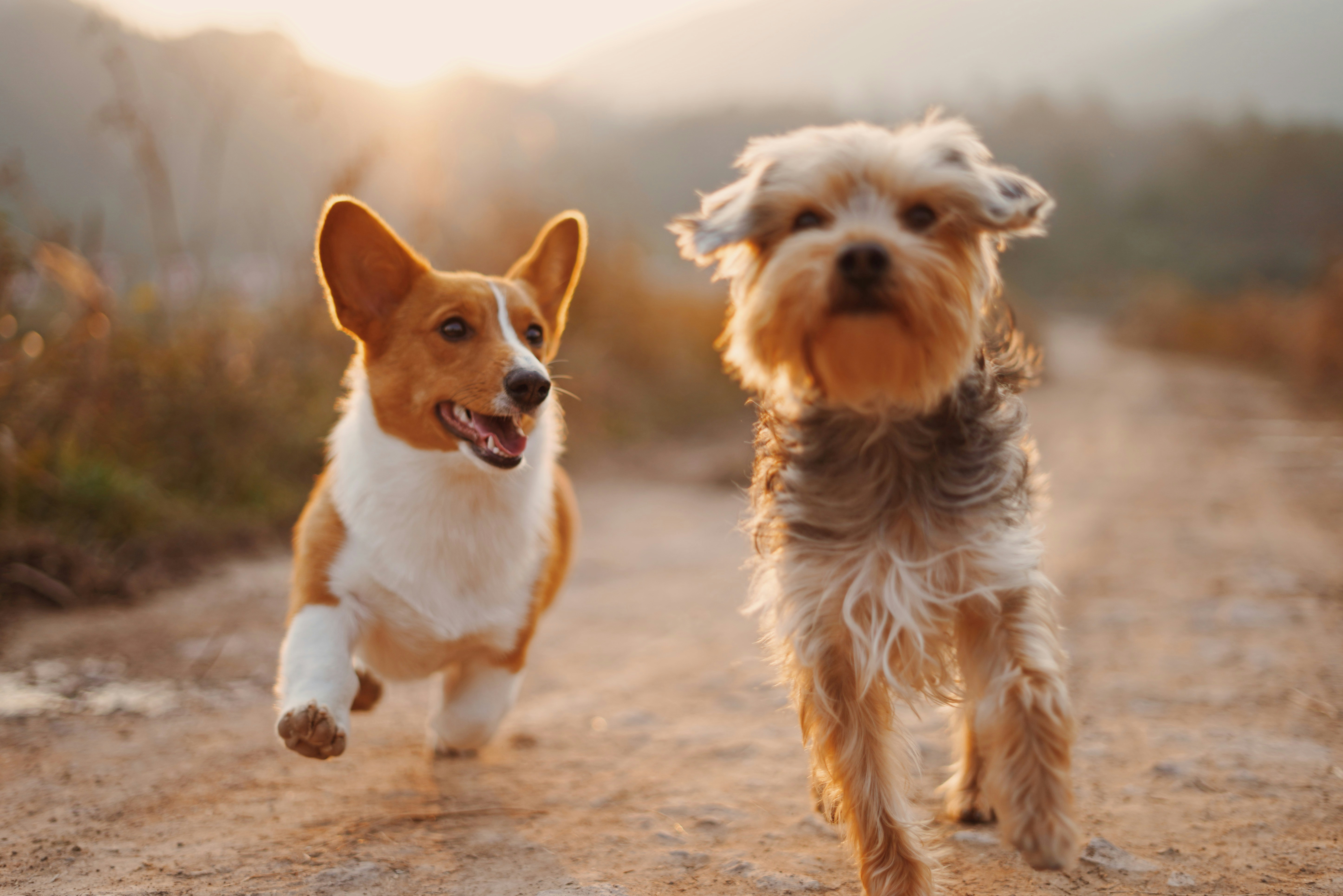 반려동물 알레르기