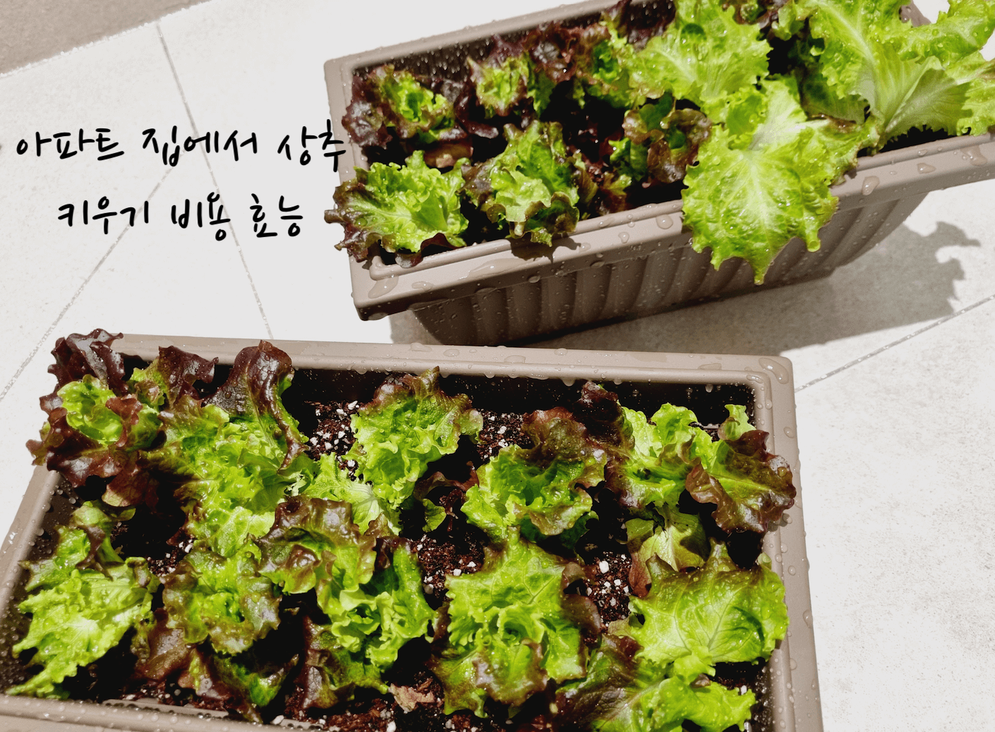 상추 키우기