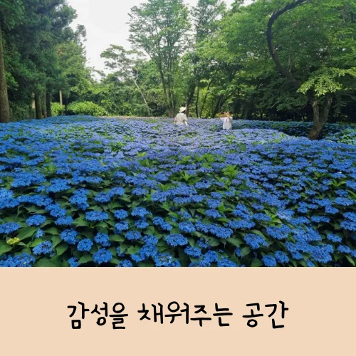 제주 보롬왓 수국정원 축제