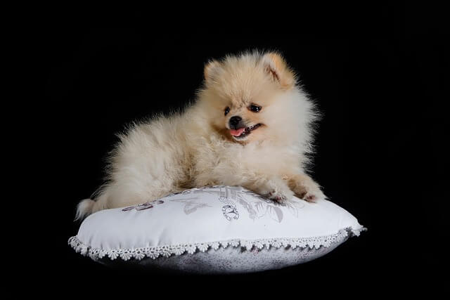 강아지-알로페시아