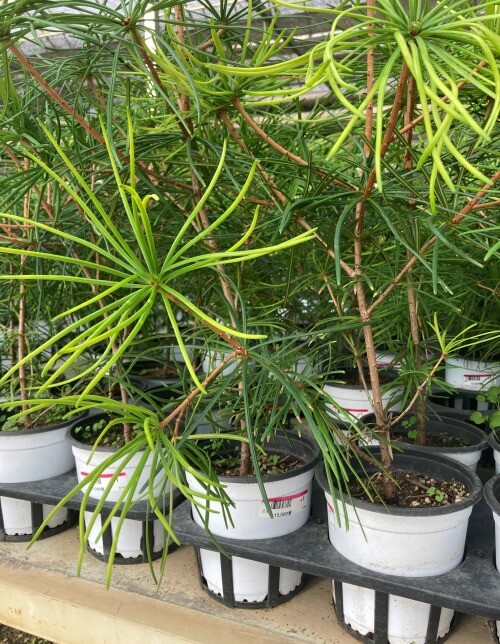 금송 화분