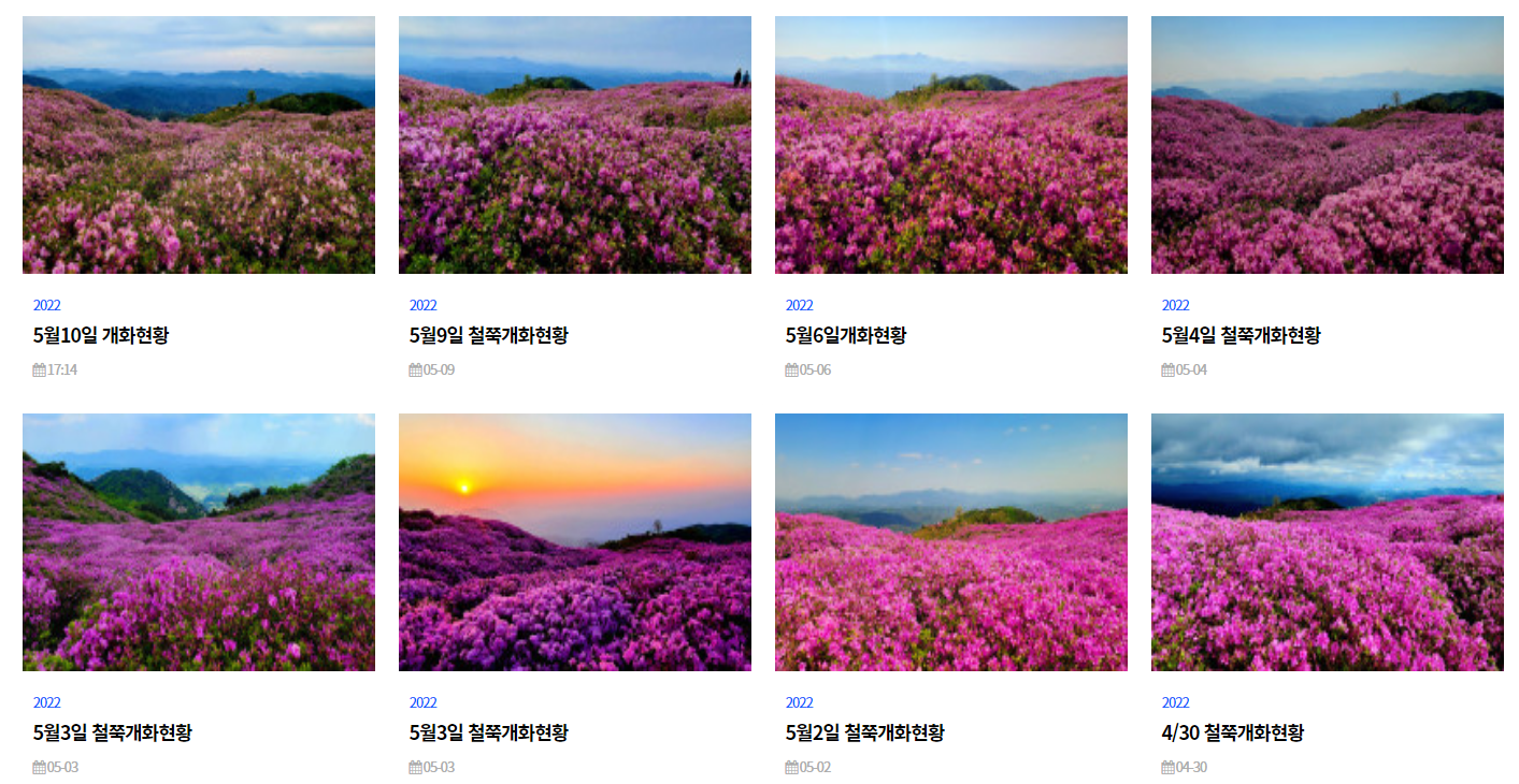 황매산 철쭉 개화시기, 셔틀버스, 산청 합천 5월 가볼만한곳