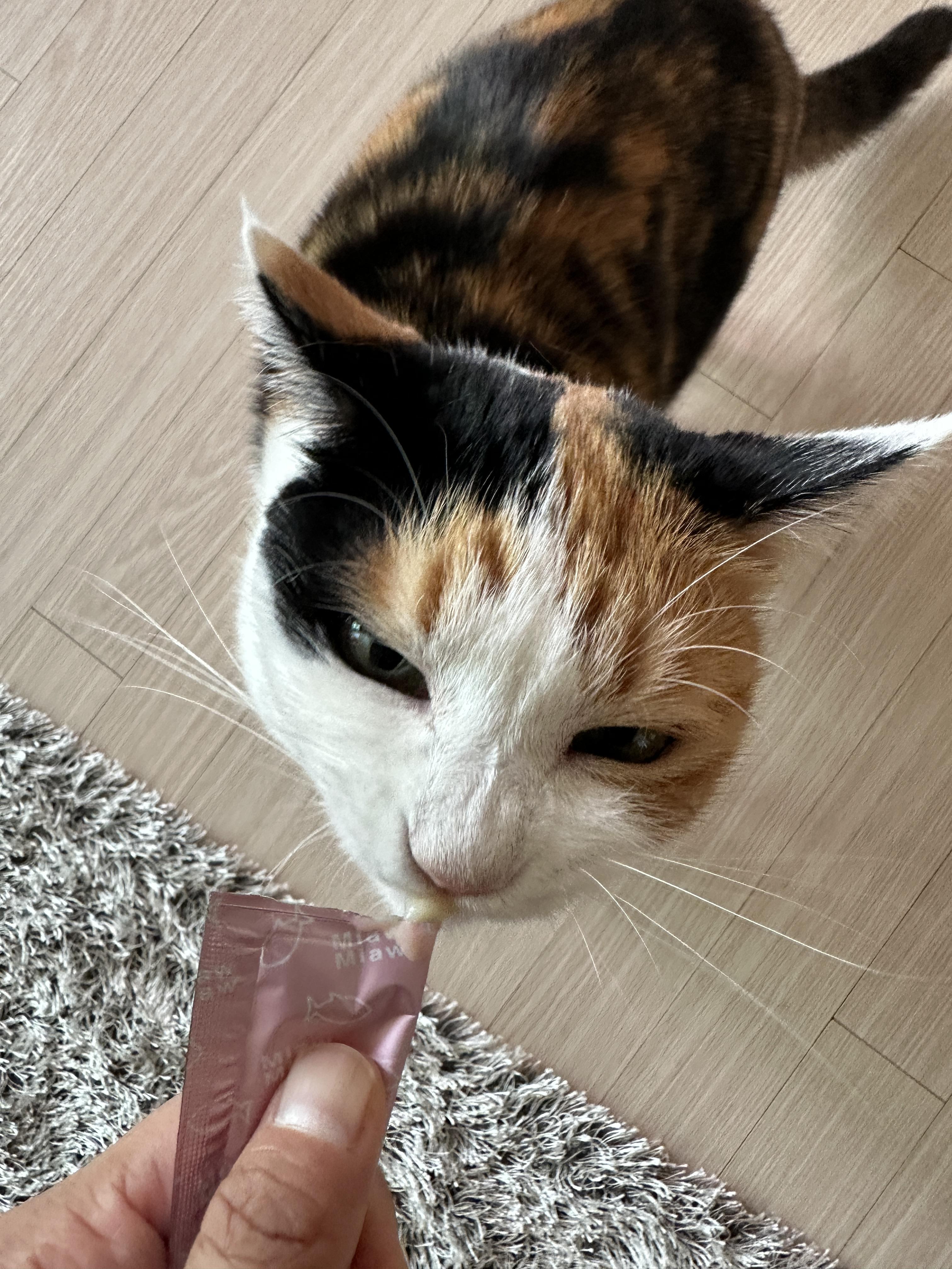 고양이들이 환장하는 짜먹는 간식이 있다! (feat. 건이랑 다다가 먹어주는 짜먹는 간식!)