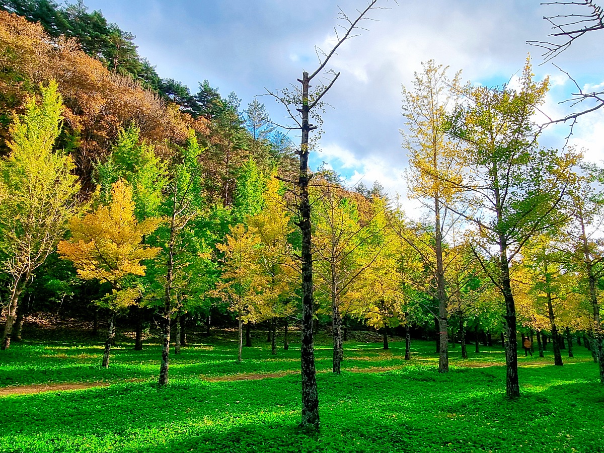 강원도 홍천 은행나무숲 방문 후기(10.23.): 단풍 확인 팁, 먹거리, 숙박