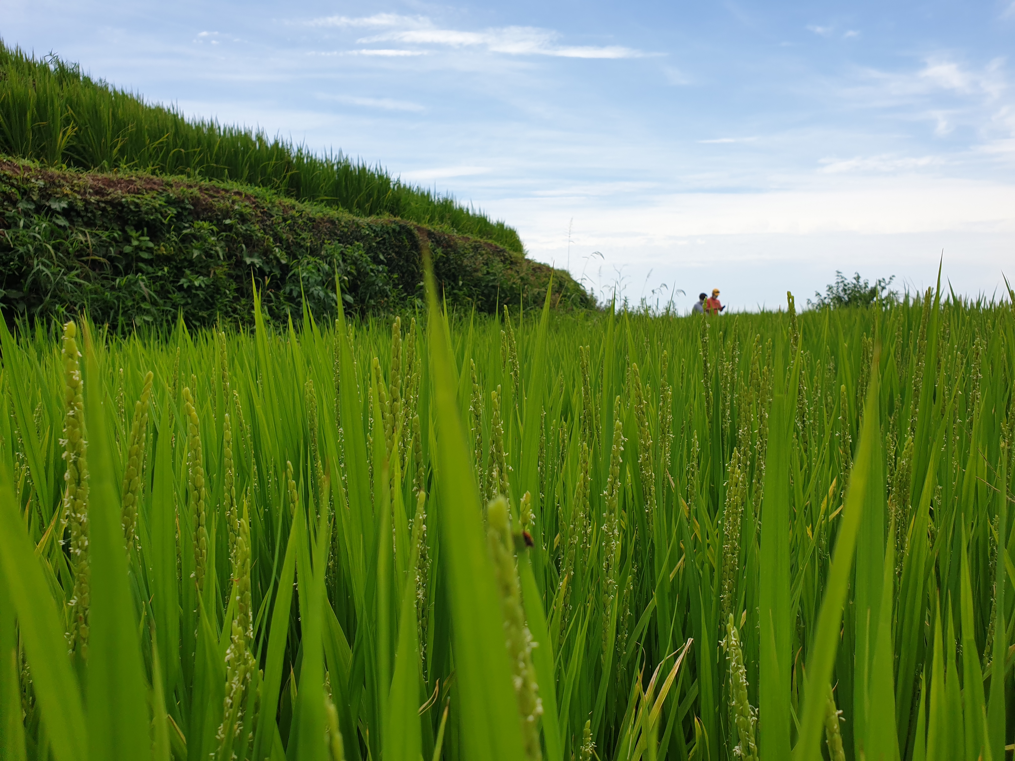 곡식이 열매맺음을 찍은 사진