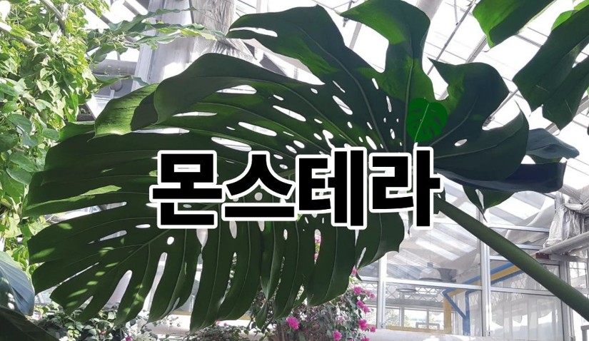 몬스테라