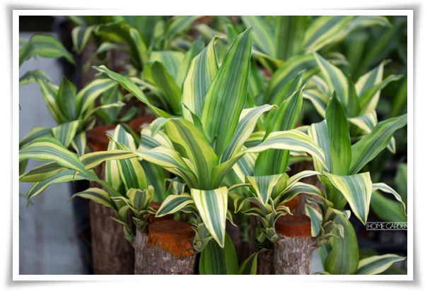 &quot;행운목&quot; 행운을 불러오며 실내 정원을 아름답게 가꾸는 초록의 친구!