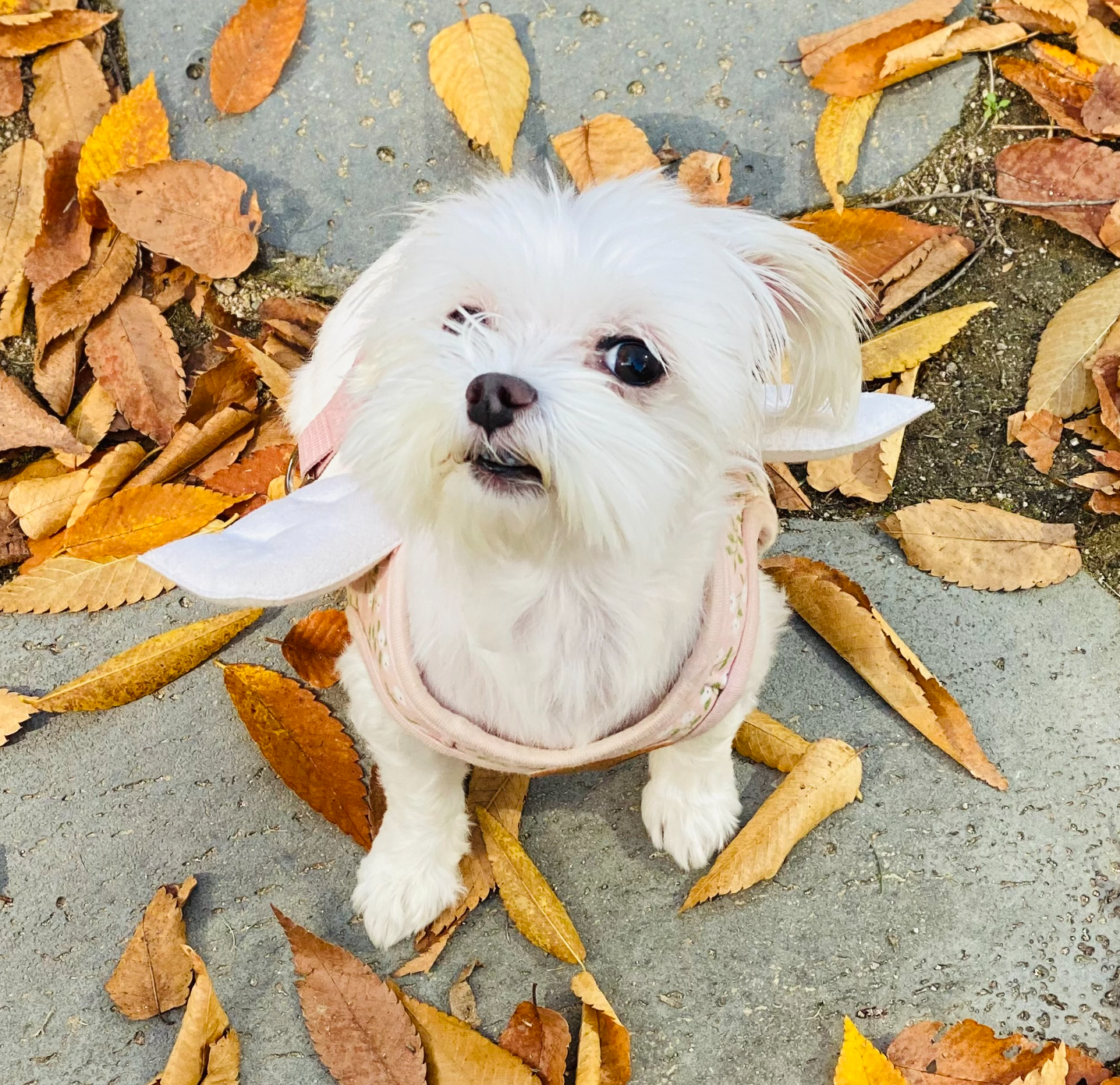 죽은강아지 뱃속 새끼 꺼내 파는 강아지공장&amp;#44; 펫샵의 실체