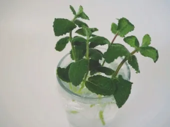 애플민트 재배 번식 빠름 물주기 요령 잎 수확_6