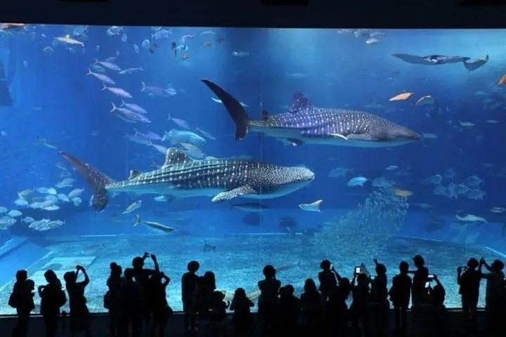 오키나와 자유여행 인기 관광 남부, 중부, 북부 명소 추천 22선