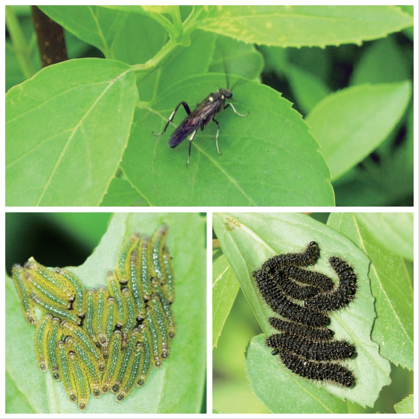 개나리잎벌과유충