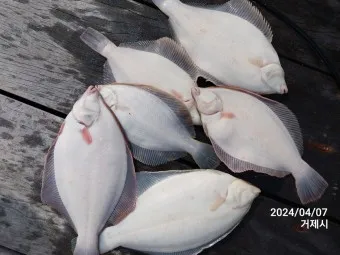 봄 도다리 제철 효능 레시피_19