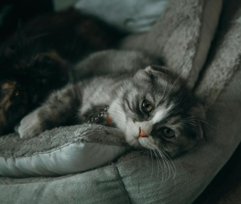 고양이스트레스받을때