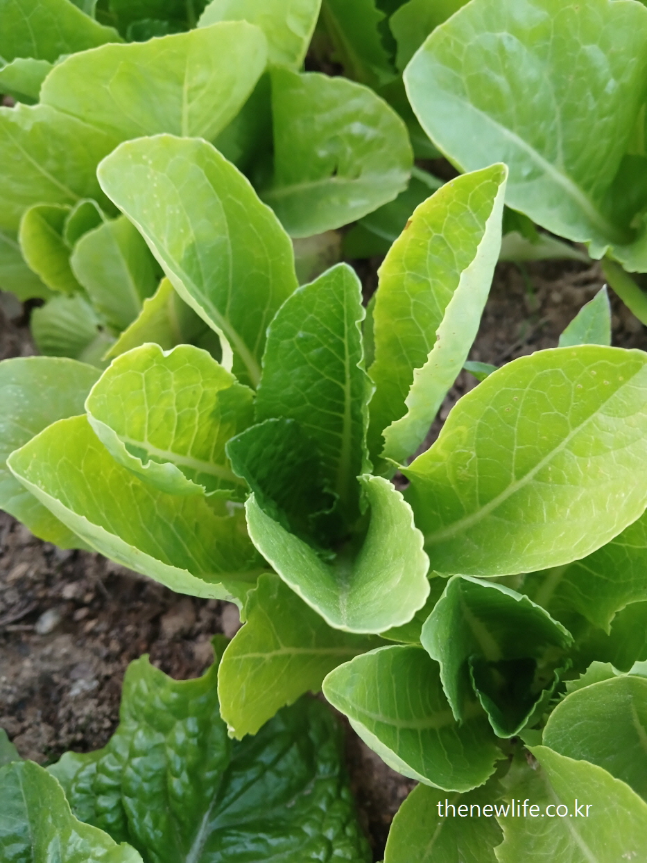 close-up of romaine lettuce growing in a field

-밭에서 자라고 있는 로메인 상추 클로즈업