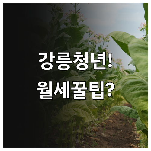 2026년 강릉시 청년월세 지원 조건..