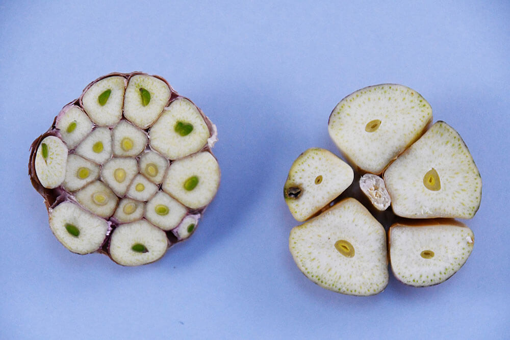 “코끼리마늘-단면”