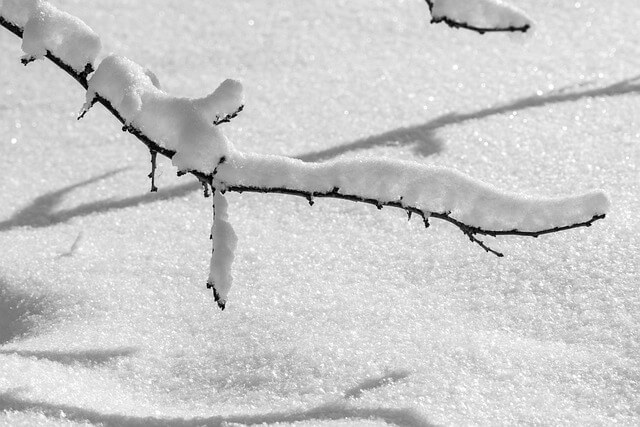 생강차 효능 부작용 생강청 만드는 법