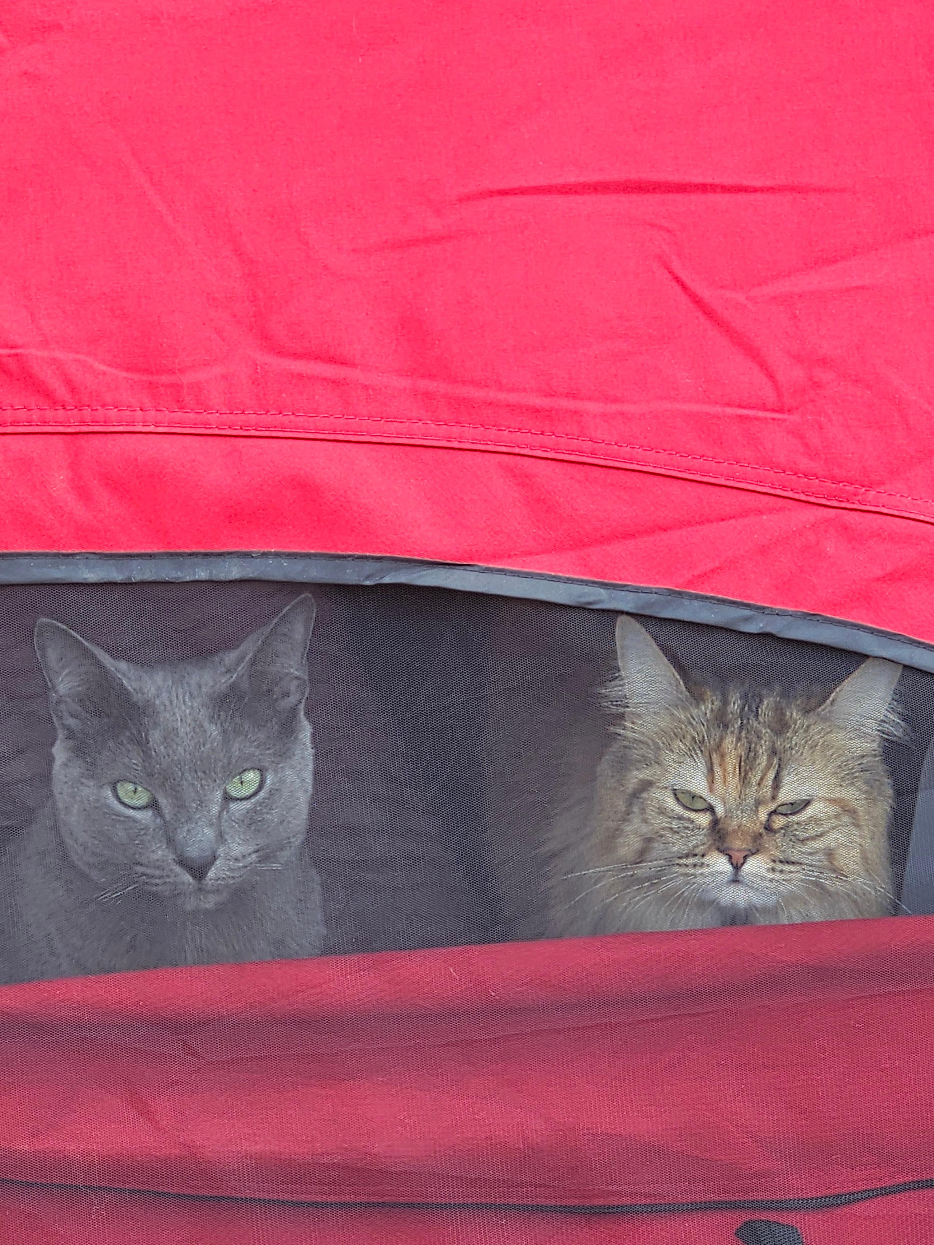 생물학적 특이성