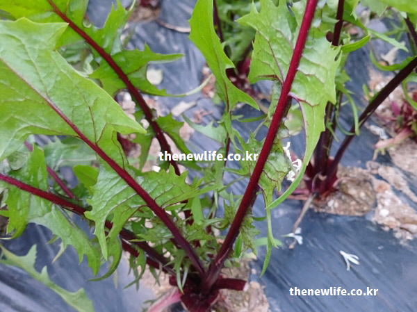 안토시아닌이 풍부한 붉은 잎맥과 싱싱한 잎을 가진 영양 가득한 적치커리 실물 사진