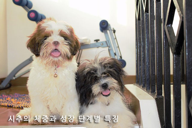 시추의 체중과 성장 단계별 특징