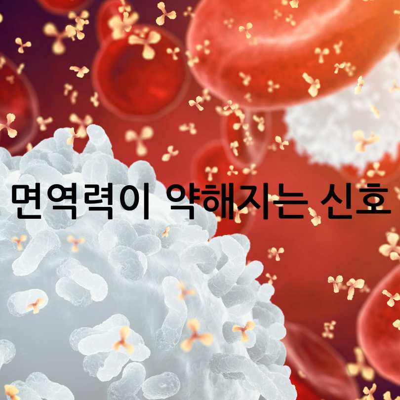 면역력높이는영양제