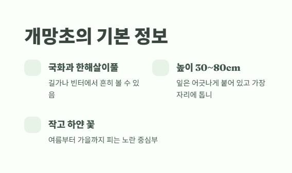 개망초 나물 모든 것 2