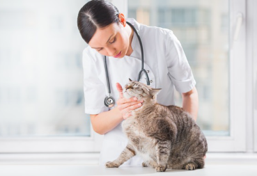 수의사와 고양이.