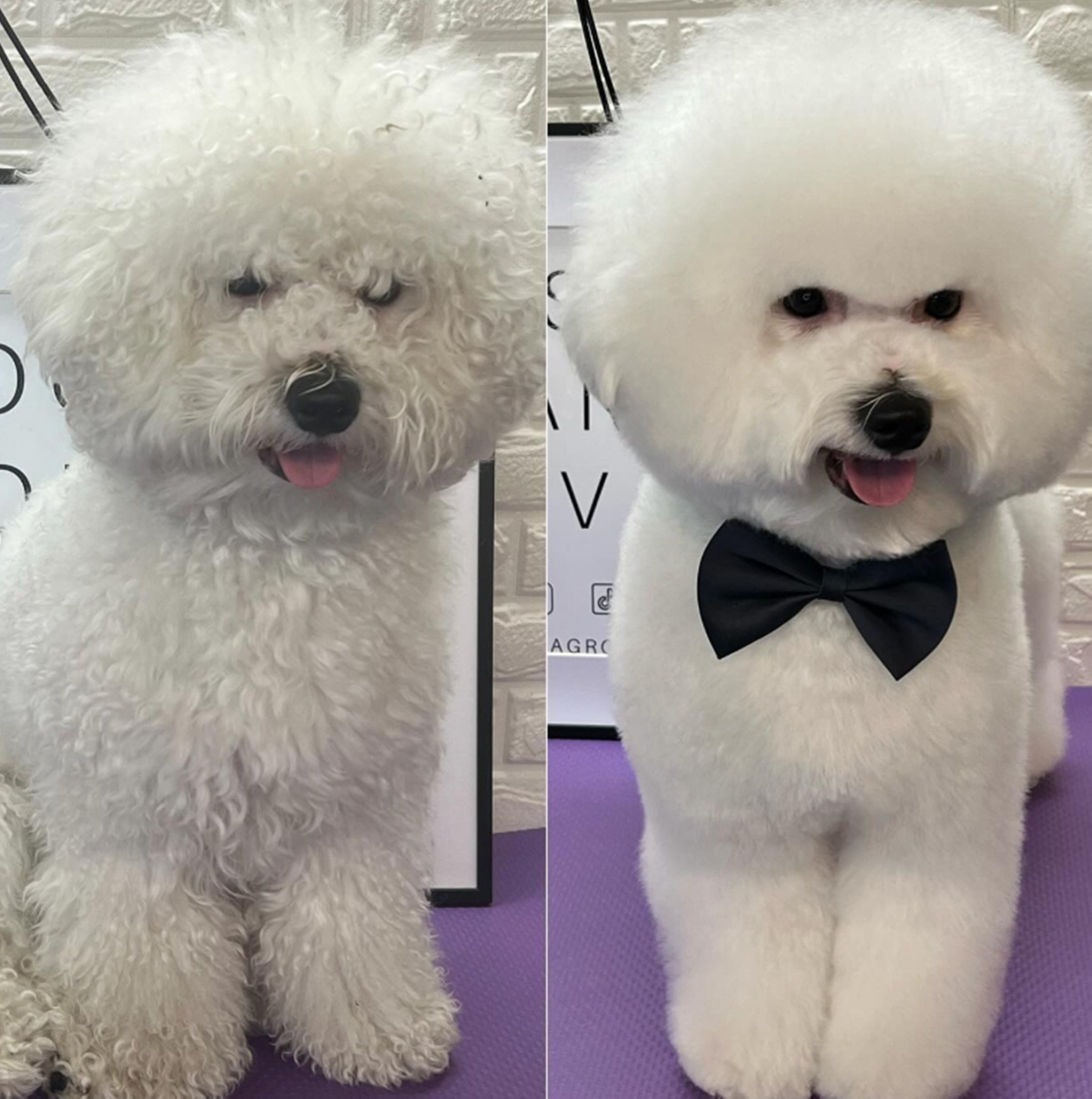 반려동물 관련 직업