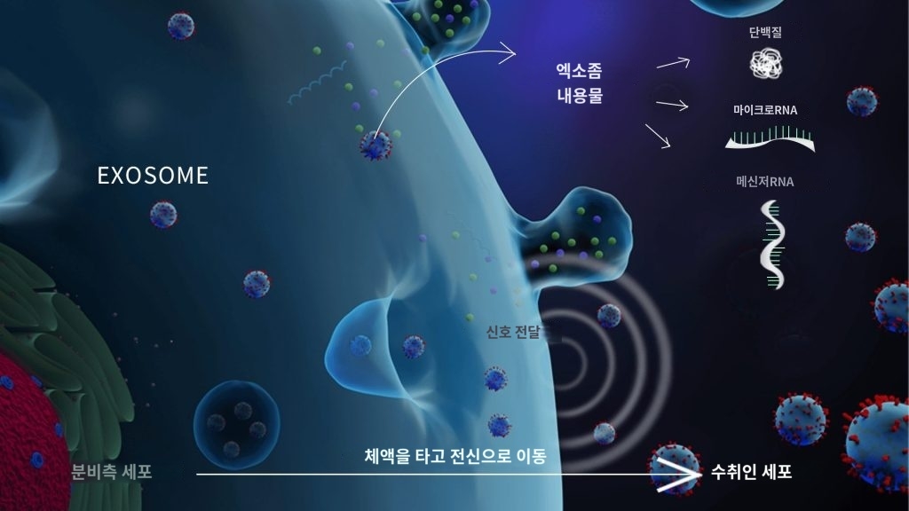 줄기세포 리포솜