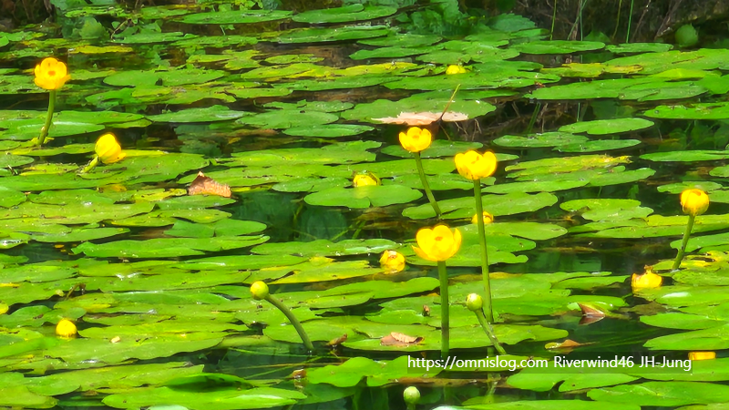 남개연꽃 개연꽃 한대수련