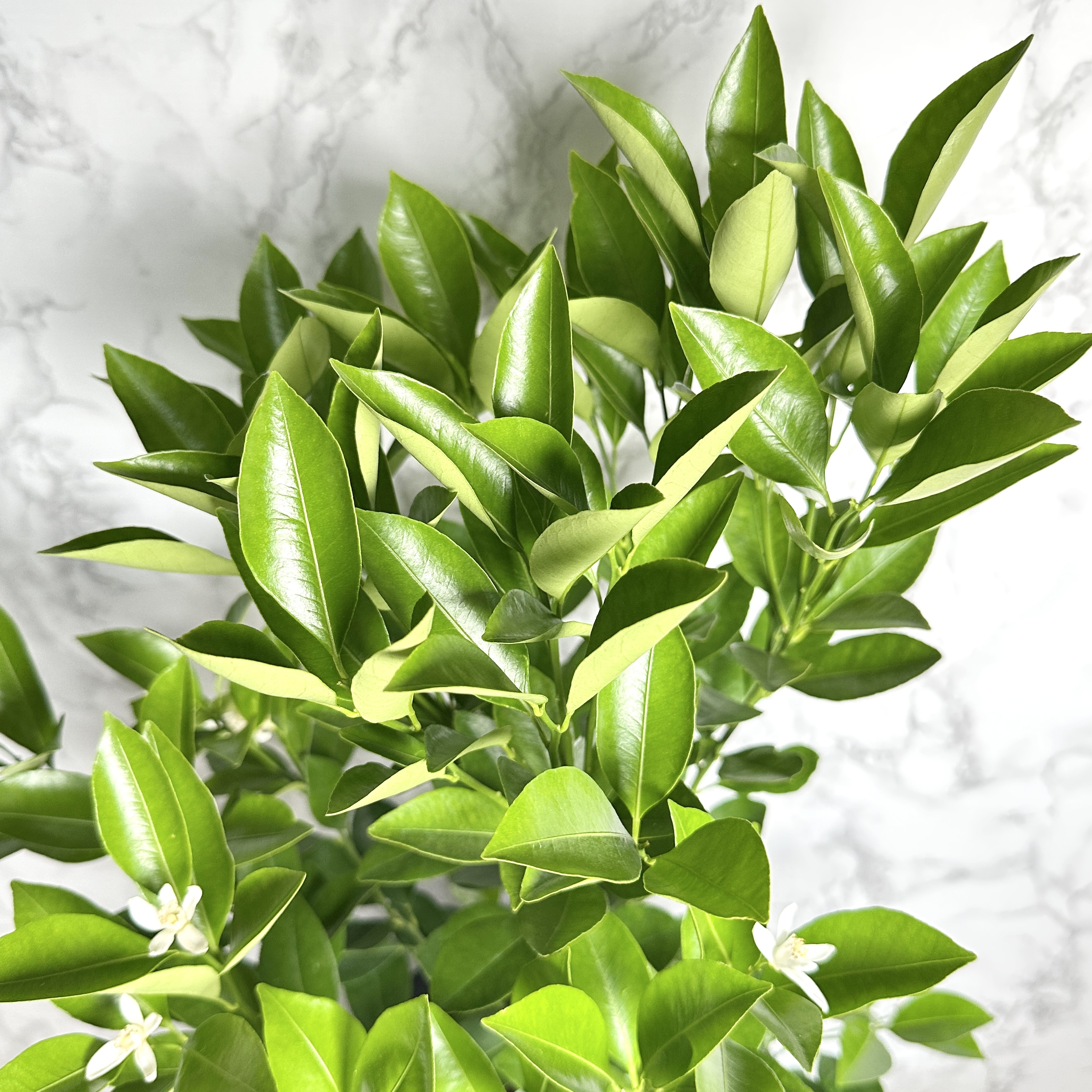 유주나무 키우기 금귤나무 키우기 쉬운 나무