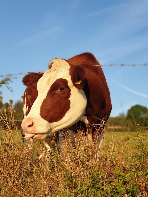 떨어지는꿈, 무언가떨어지는꿈, 내가 떨어지는꿈, 떨어지는것받는꿈해몽