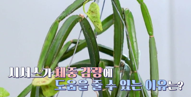시서스 효능