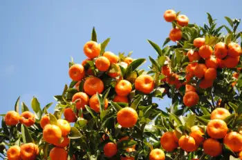 글루타치온이 많이 들어있는 음식 BEST 10