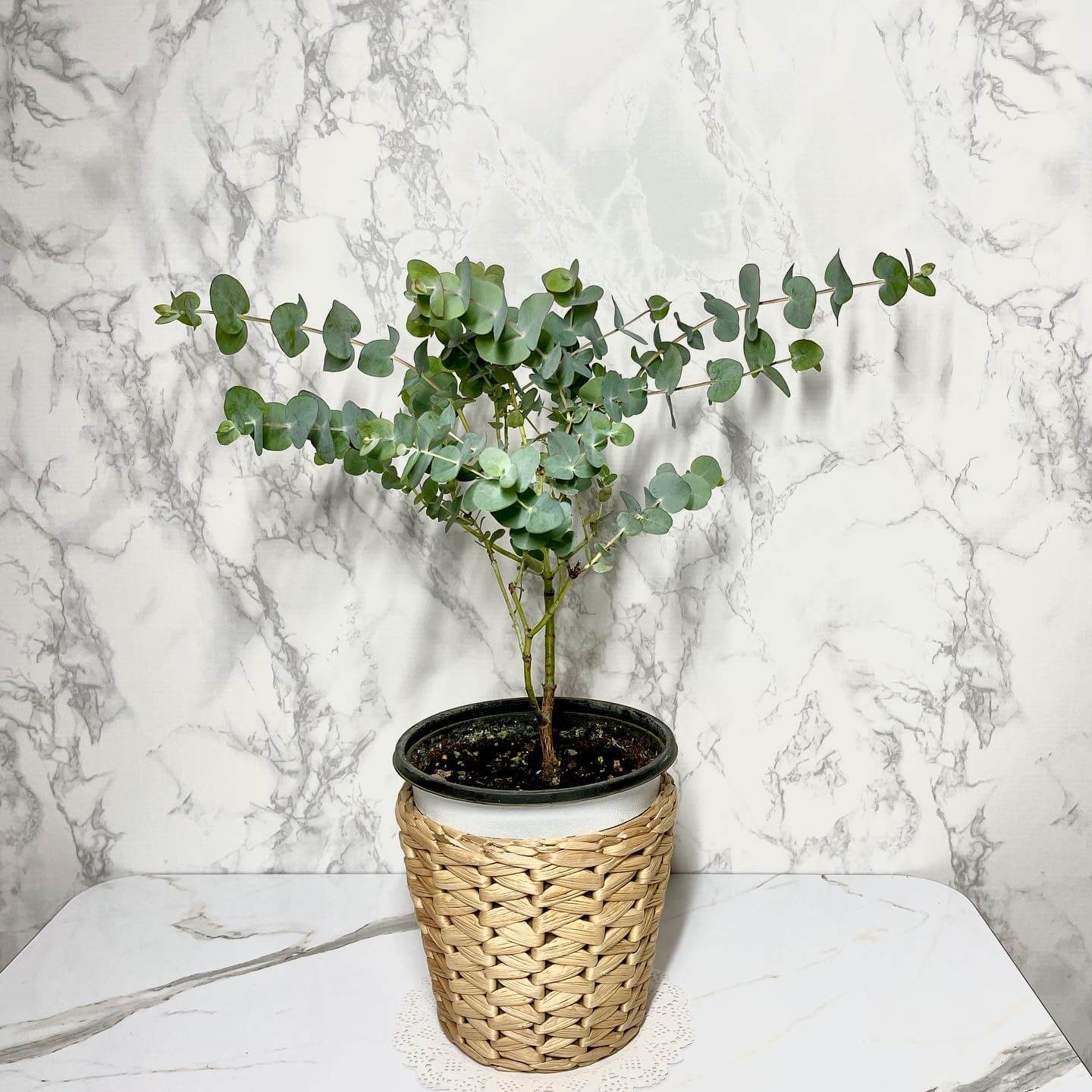 유칼립투스 키우기