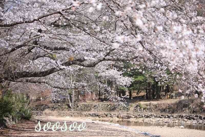 벚꽃축제,벚꽃길/ 벗꽃터널 4월 커플드라이브코스 추천