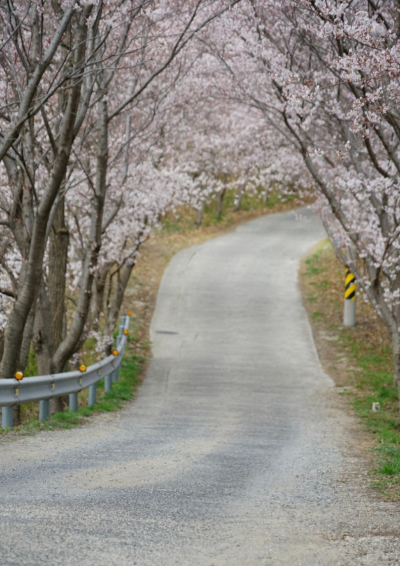 울산 무거천 궁거랑 벚꽃 개화 소식, 연분홍빛 벚꽃 터널 산책로