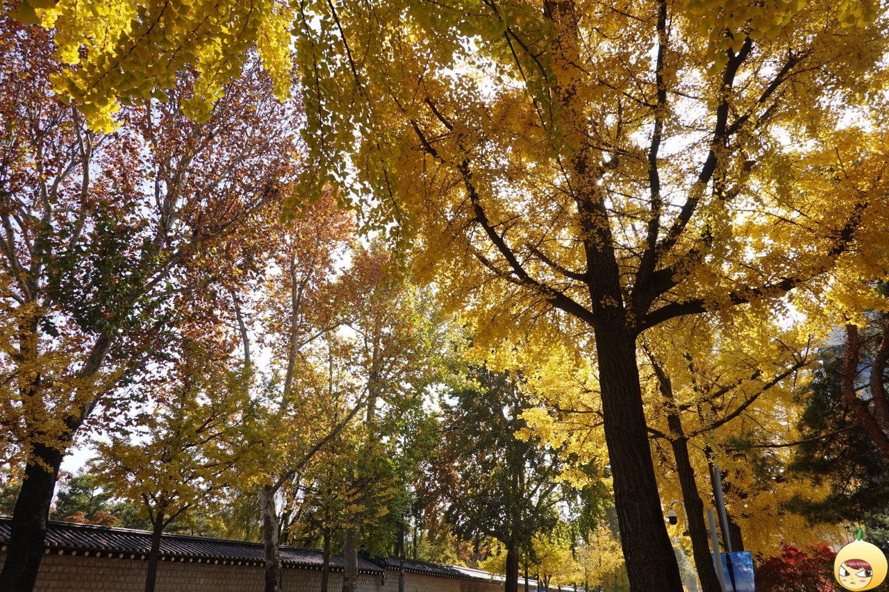 노란 은행나무가 만든 노란 세상