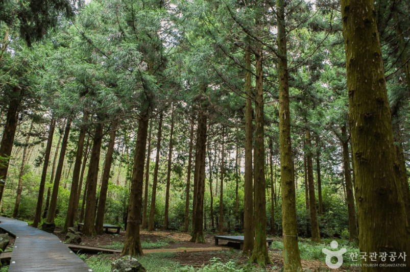붉은오름 자연휴양림