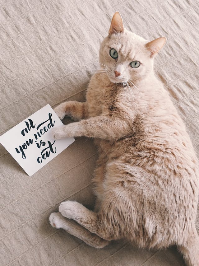 강아지&amp;#44;고양이 이사 스트레스 관리! 안전하게 이사하는 법