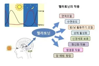 식물성 멜라토닌 효능_30