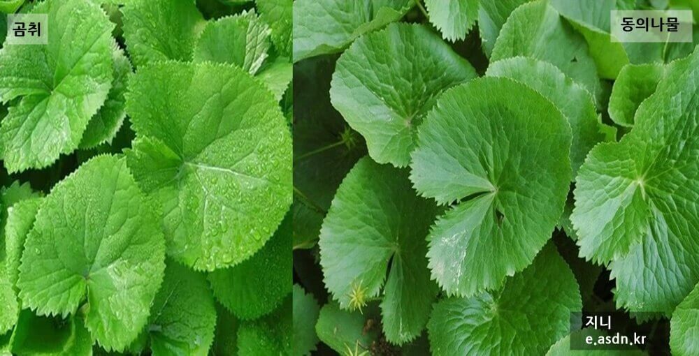 곰취의 효능 4가지와 부작용...음식건강이야기 열한번째